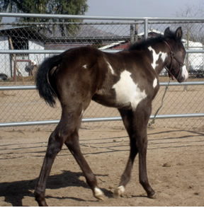 black and white foal